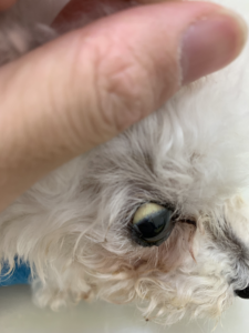 犬の 胆泥症 の症例紹介 動物病院なは 南風原町新川にある動物病院 動物病院時 那覇医院の跡地 動物病院なは 南風原町新川にある動物病院 動物病院時 那覇医院の跡地