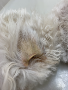 犬の 胆泥症 の症例紹介 動物病院なは 南風原町新川にある動物病院 動物病院時 那覇医院の跡地 動物病院なは 南風原町新川にある動物病院 動物病院時 那覇医院の跡地