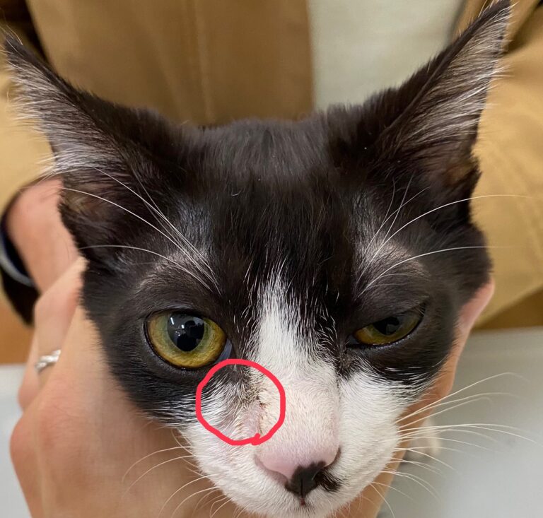 猫のアトピー性皮膚炎